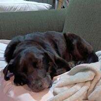 Abby Rose Beasley