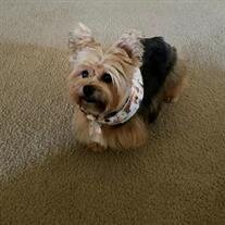 Odie Harbert