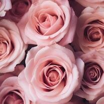 Dorothy L. Blankenship