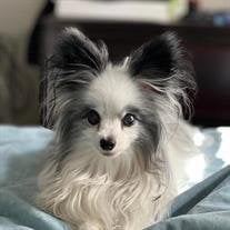 Bentley MacCloskey