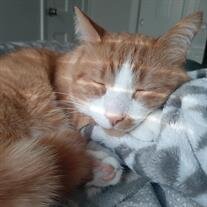 Simba Boyer-Hess