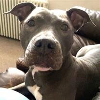 Dixie Gerstel