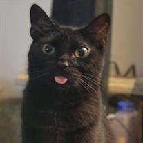 Lucipurr "Luci" Hamilton