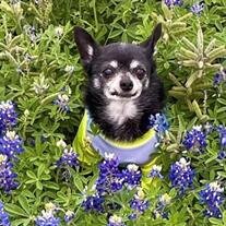 Gizmo Cruz