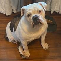 Lulu Belle Tallulah Duray