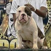 D.O.G. Foglia