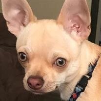 Paco
