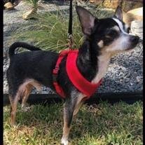 Gizmo Arias