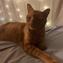 Garfield Glenn Woolsey