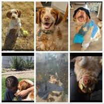 Cooper