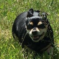 Chiquita