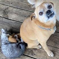 Chihuahua Carrillo