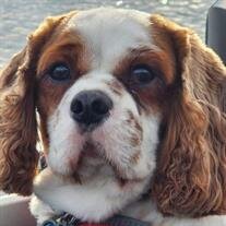 Bailey Widuch