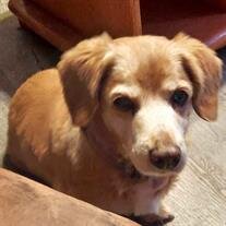 Sadie May Murphy