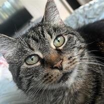 Mr. Oliver McGee