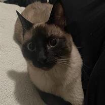 Pepper