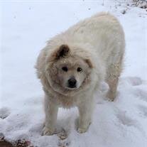 Fluffy