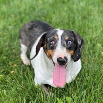 Dixie Mae Cole