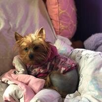 Luna Bella Lurey