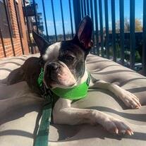 Brutus Ace Robinson