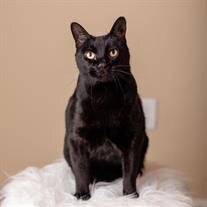 Salem