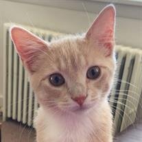 Simba Lewis Gerstel