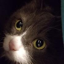 Munchkin Krug