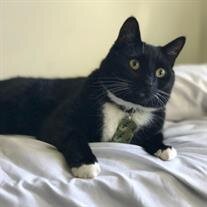Tuxedo Smith