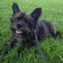 Toto Billiet