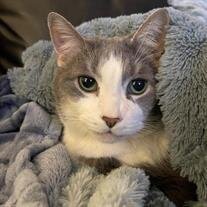 Jack "Jack-Kitty" Layne