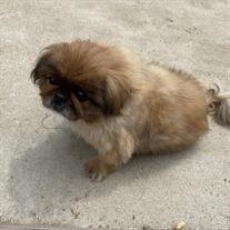 Baxter