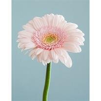 Bernice Eileen Wilson