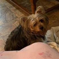Peanut Bentley