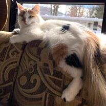 Buttercup Borowsky