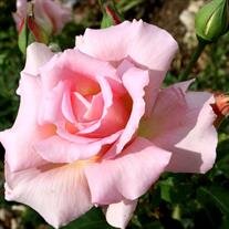 Jennifer Strunk Johnson