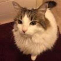 Noel