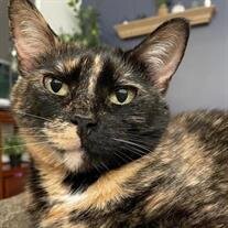 Amber Aurora Sarjeant