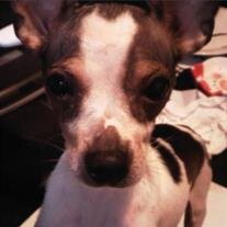 Cujo Hernandez