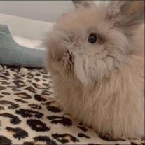Lucy Lulu Fischetti