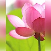 Prasai Suwannasing Dobrzycki