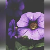 Carolyn Vanderpool