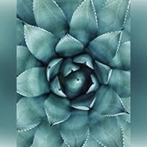 Devyn Nicole Decosta