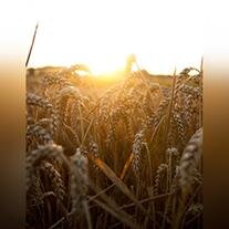 Adam Darryl Johnston