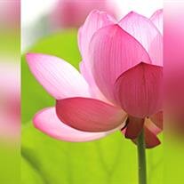 Marilyn Jean Plapp Fordyce