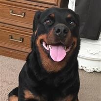 Bear Martin