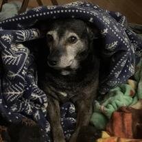 Nilla Bean (Bella) Reynolds