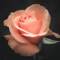 Concetta "Connie" Varner Schultz