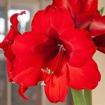 Carolyn Edge Wheeler