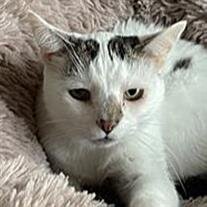 Marshmellow Adelsperger