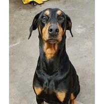 Plex Hutcheson